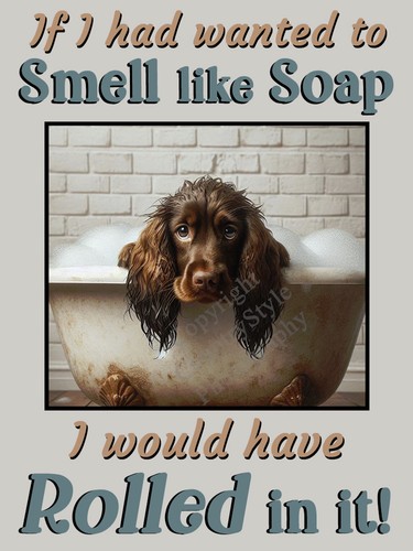 Cocker sprocker spaniel brown - sprocker,