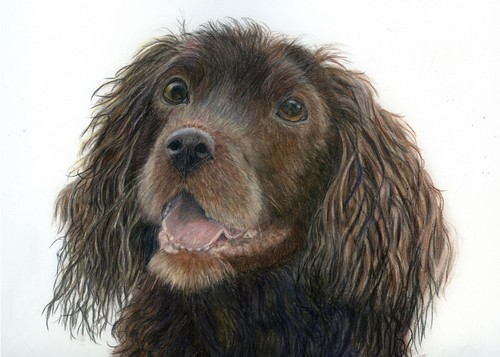 Cocker spaniel puppy original - spaniel, puppy,