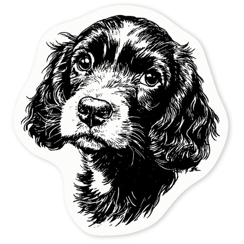 Cocker spaniel puppy - 'cocker, puppy'