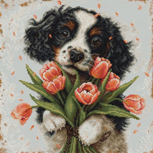 The cocker spaniel puppy - cocker,