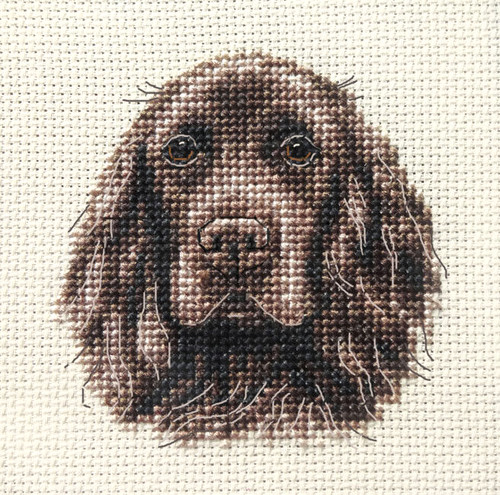 Brown cocker spaniel pup - brown,